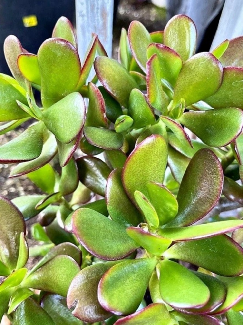 Jade succulent plant cuttings